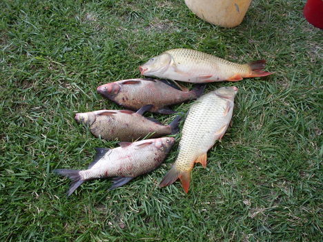 2009.akasztón