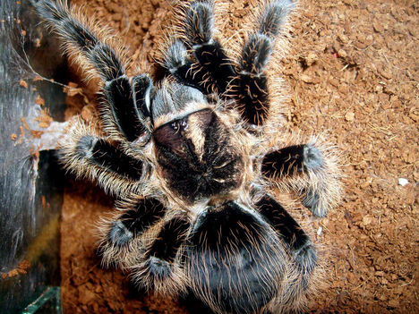 albopilosum 0.1.0