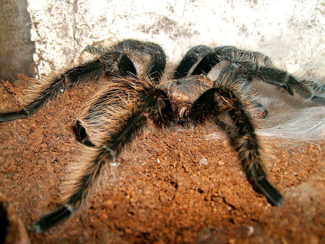 albopilosum 1.0.0