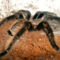 albopilosum 1.0.0