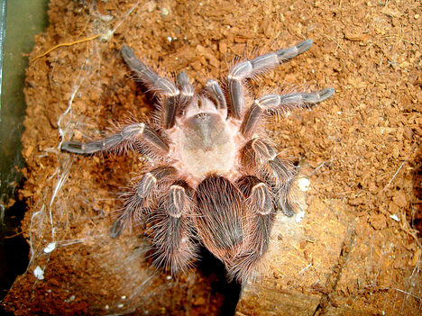 campestratus