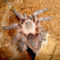 campestratus