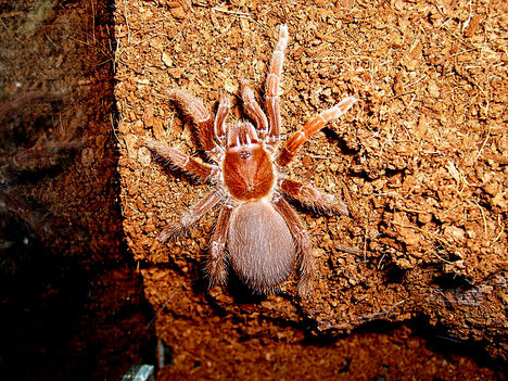 crawshayi