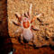 crawshayi