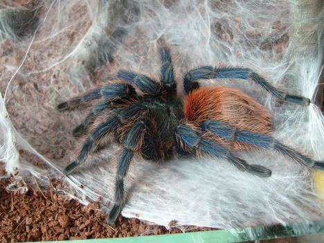 cyaneopubescens