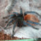 cyaneopubescens