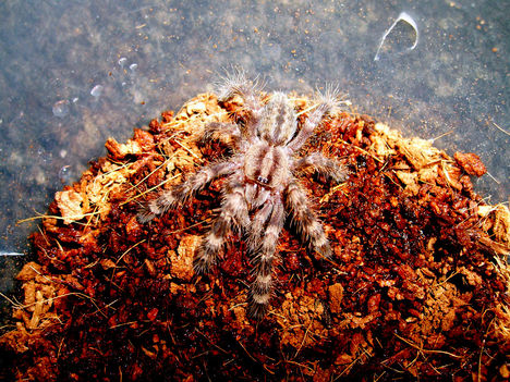 fasciata