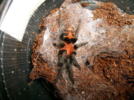 fasciatum