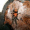 fasciatum