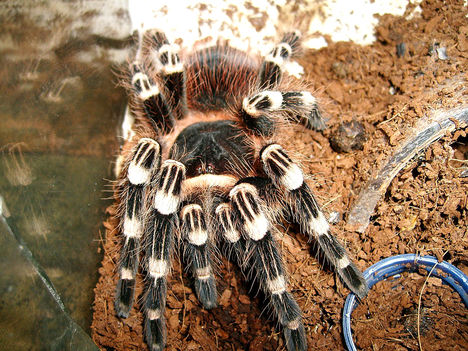 geniculata