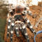 geniculata