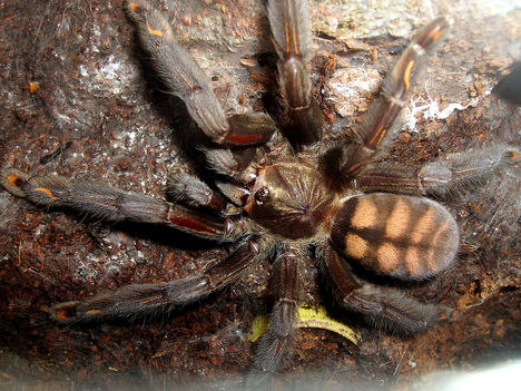 irminia