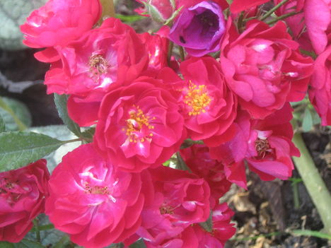 képek20091008 042