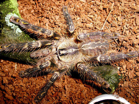 ornata