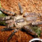 ornata