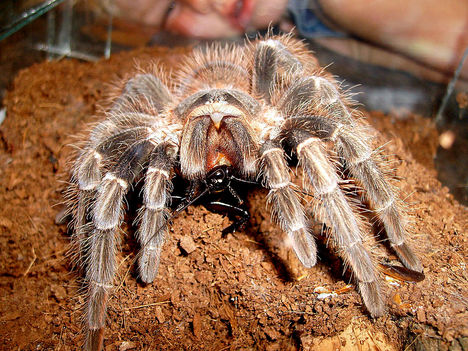 parahybana