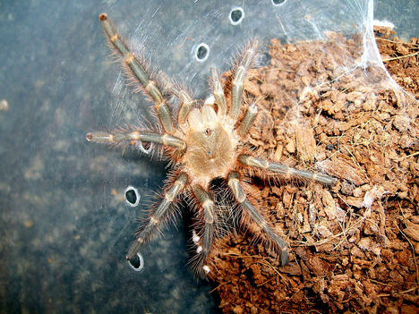 pulchripes