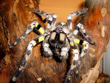 regalis
