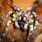 regalis