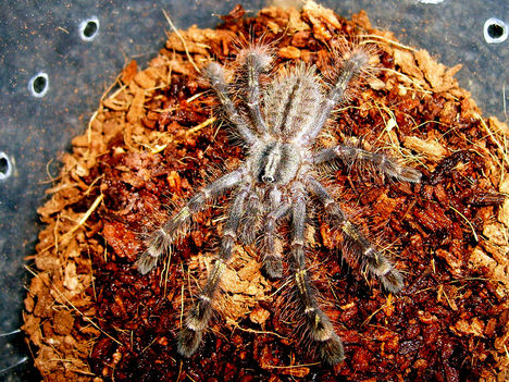 rufilata