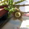 stapelia variegate