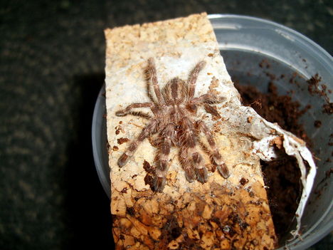 striata