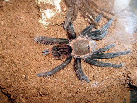 vagans