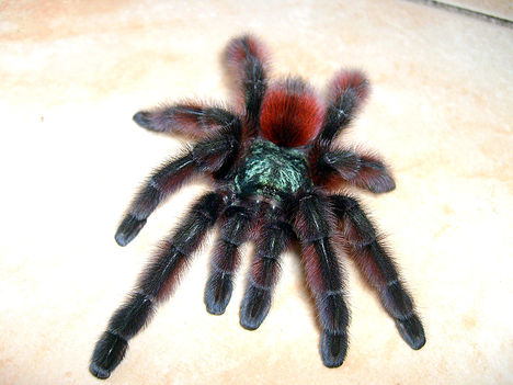 versicolor
