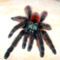 versicolor