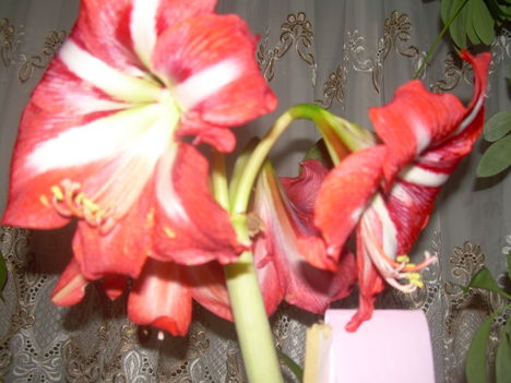 DSCN1917