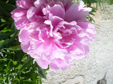 DSCN2001
