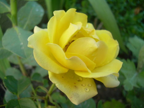 DSCN2135