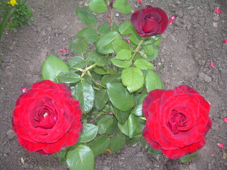 DSCN2183