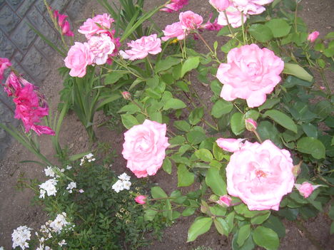 DSCN2284