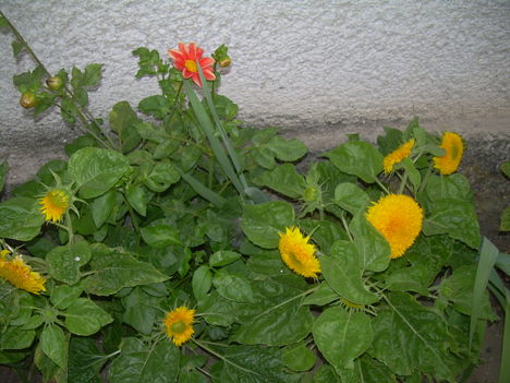 DSCN2286