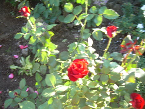 DSCN2537