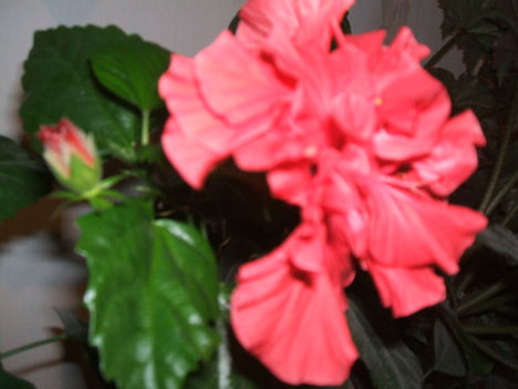 hibiszkusz