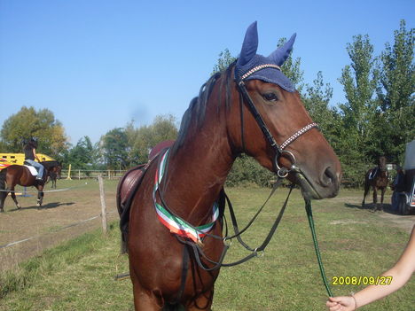 hungarista pacim lett