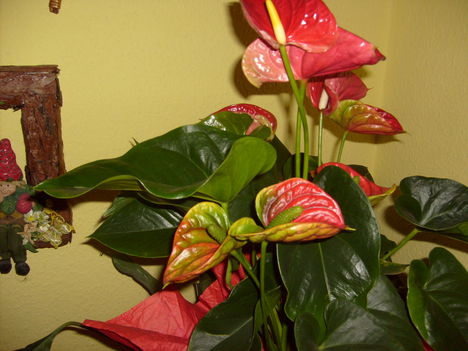 (Anthurium),Flamingóm