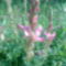 Kép003 Baltacin virág.
