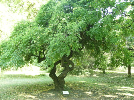 2009  09 26  Szarvason Pepi kertjében 020