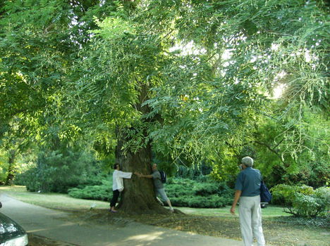 2009  09 26  Szarvason Pepi kertjében 217