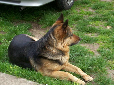2008 Munka nyaraló kutya (Kormi) 109