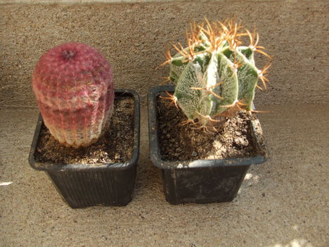 bal oldalt egy Echinocereus rigidissimus v. rubispinus, jobb oldalt egy Astrophytum?
