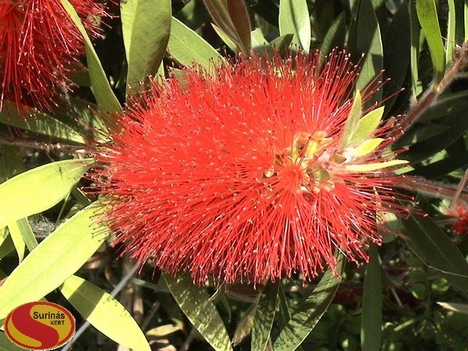 Callistemon