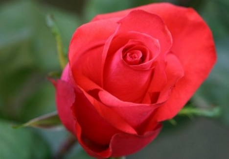 Csodás rózsa