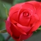 Csodás rózsa