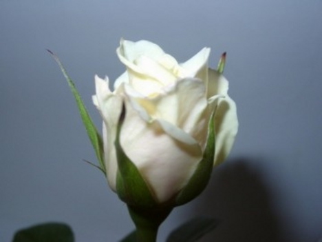 Fehér karcsú rózsa