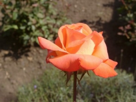 Finom rózsa