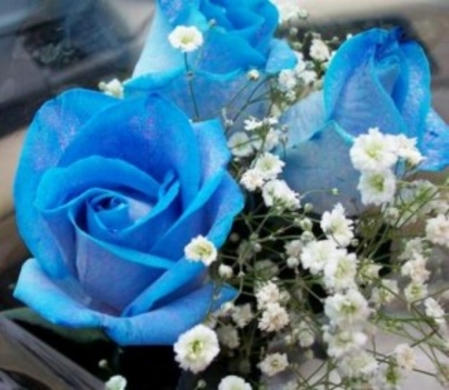 Három kék rózsa
